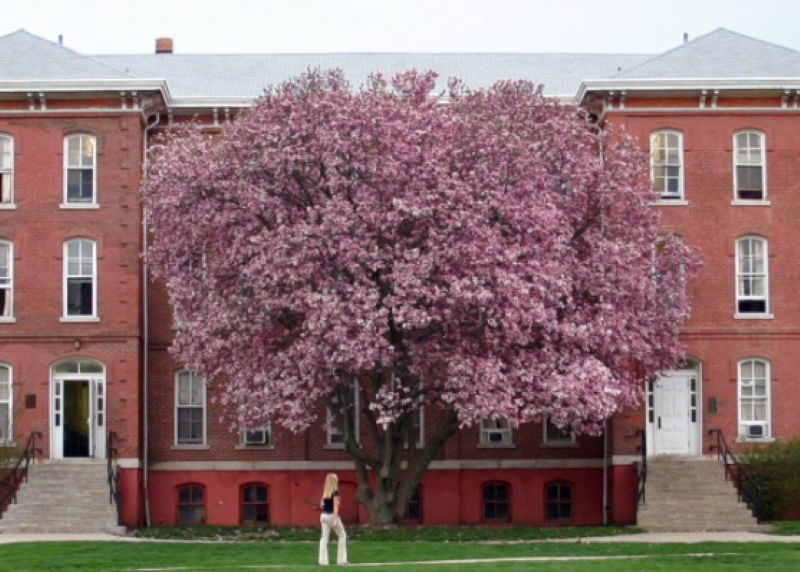 Illinois College housing